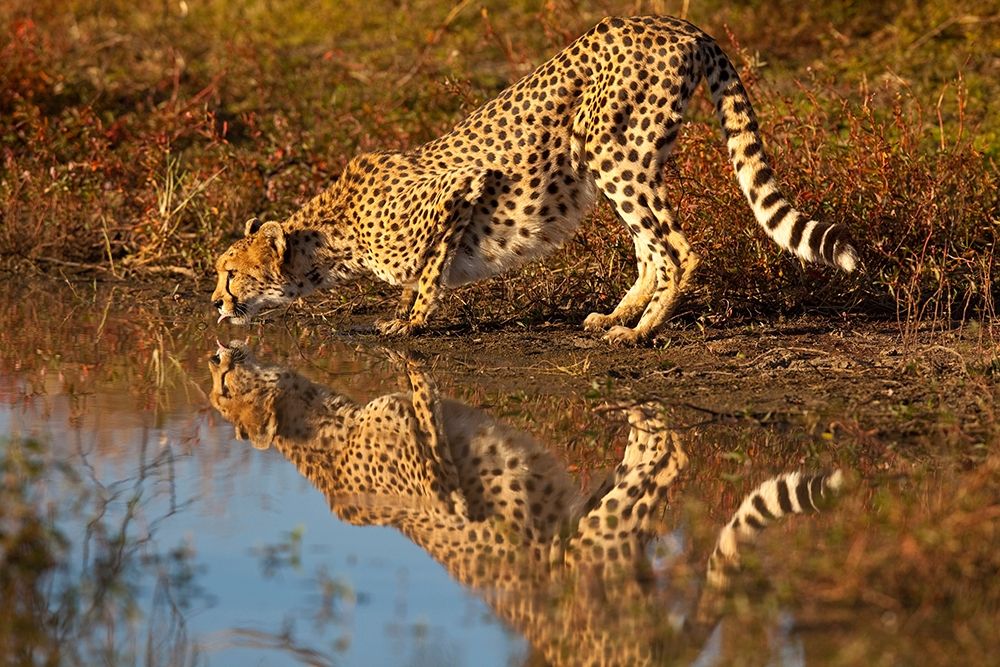 Namibia Adult cheetah drinking and reflecting in water art print by Jaynes Gallery for $57.95 CAD